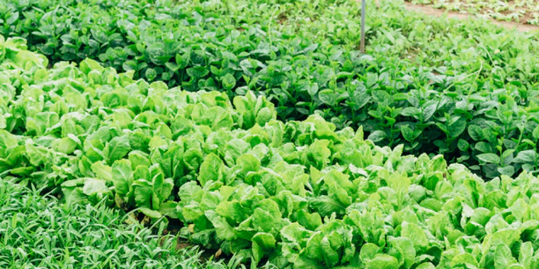 Llanquihue Lake (Puerto Varas)