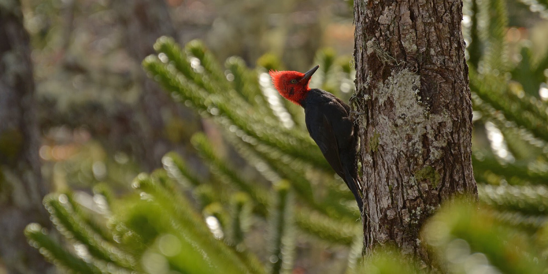 Island of Chiloé (Lake District)