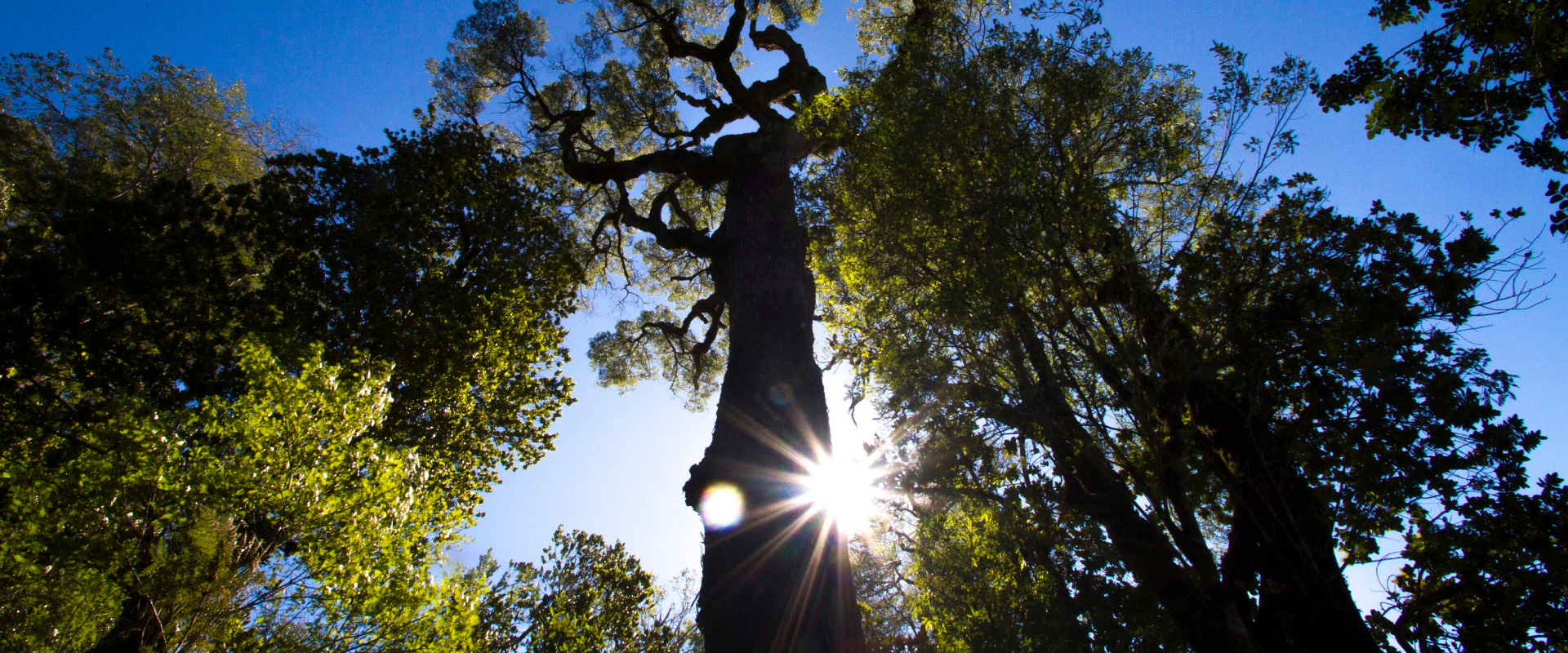 Plant a Tree with Darwin