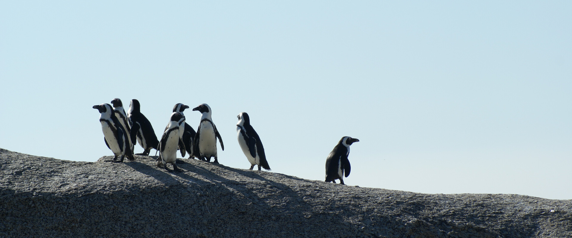 Walk with Penguins at The End of The World